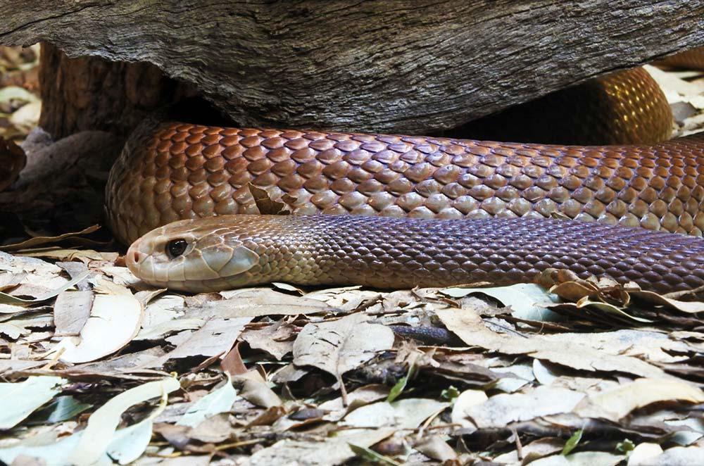 Snake Envenomation