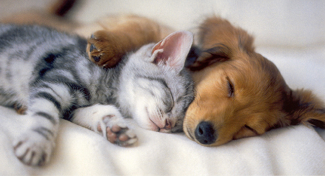 Adding a puppy or kitten to the family
