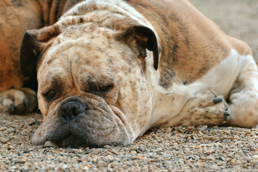 Heat Stress
