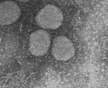 Novel Corona Virus