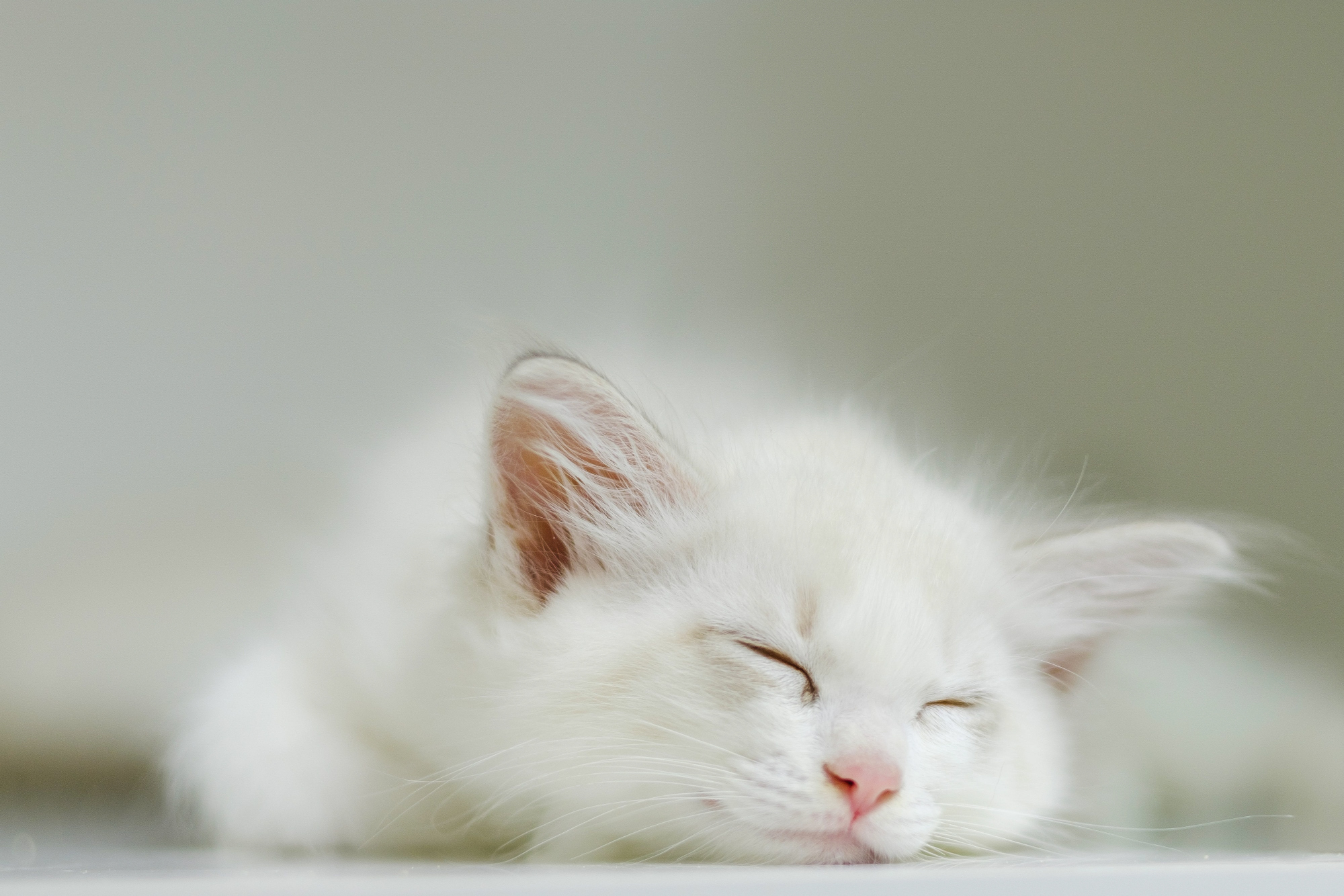 Feline Vaccine Shortage
